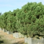 Pušis juodoji (Pinus nigra) 'Globosa'